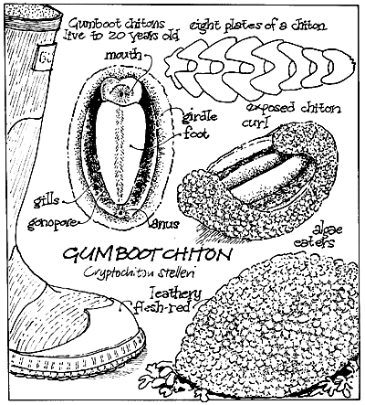 sketch of gumboots