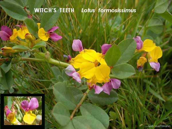 Witch's Teeth