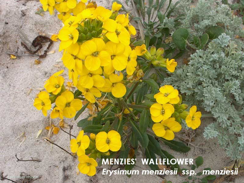 Menzies' Wallflower 