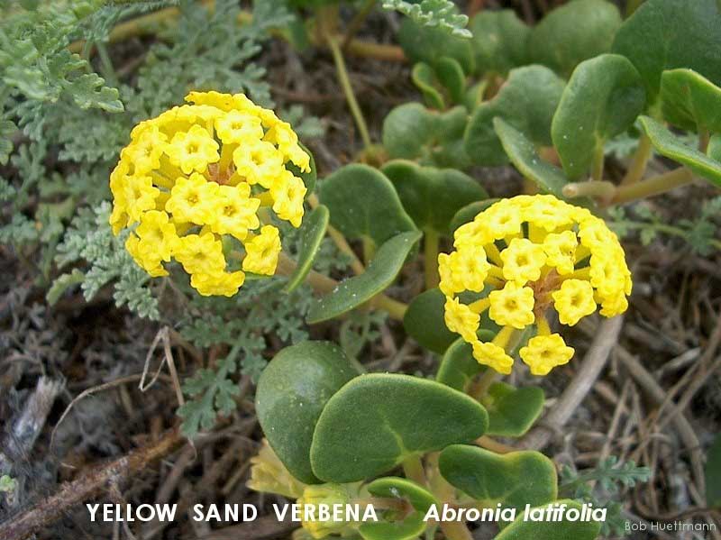 Yellow Sand Verbena 