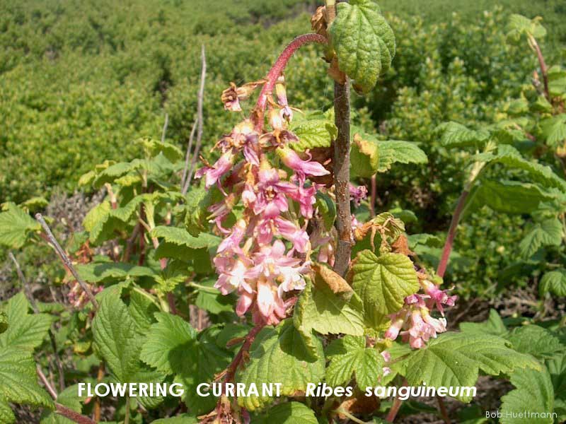 Flowering Currant 