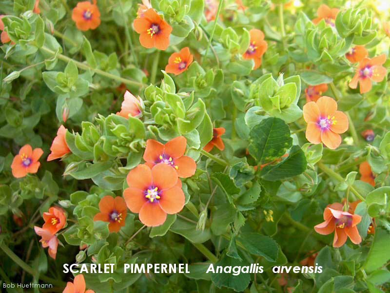Scarlet Pimpernel 