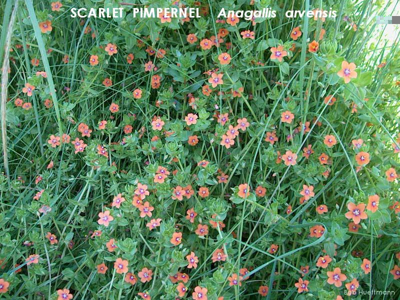 Scarlet Pimpernel 2 