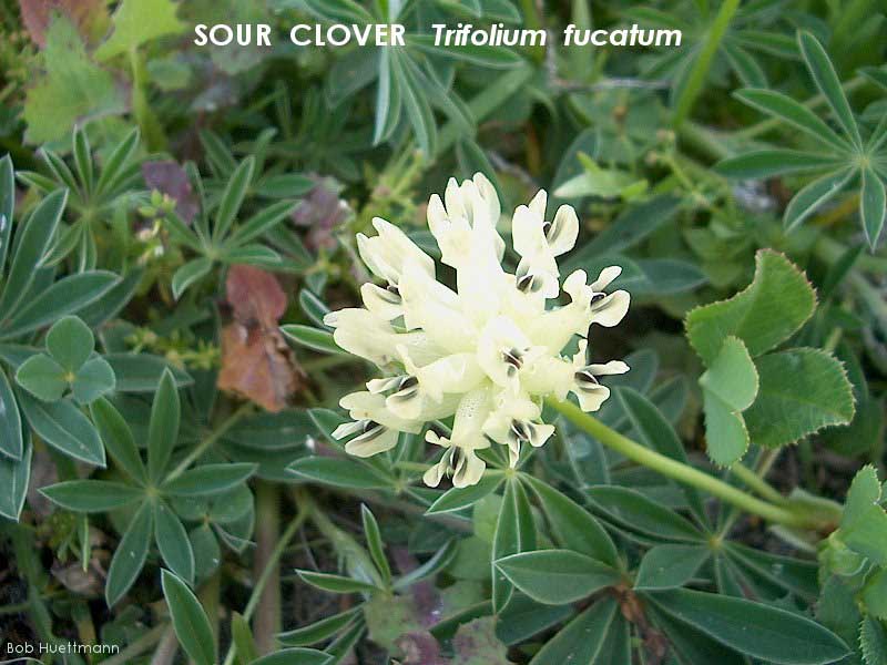 Sour Clover 