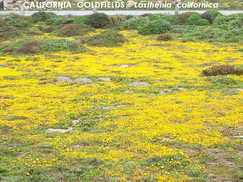 California Goldfields 