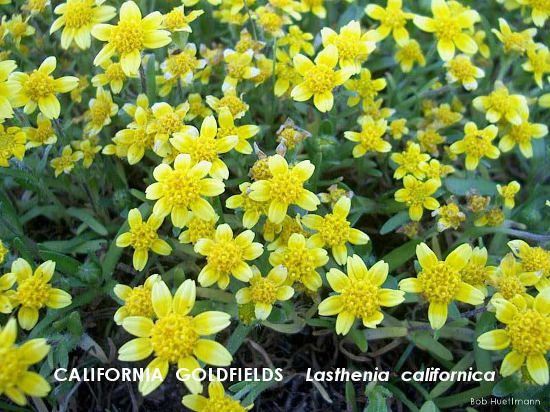 California Goldfields 2 